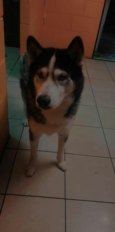 Camilavelar2's tweet photo. Hola, me pueden hacer un mega favor darle retweet, se a perdido un Husky Siberiano,por Vía Galicia (Altavista) se llama Fox y si lo han visto por favor no duden en avisarme o a @Katheri20273216 sería de mucha ayuda 🙏❤ https://t.co/IePqOOrnV5
