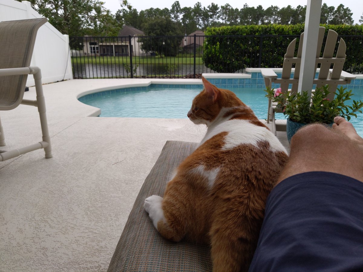 Dolfans311's tweet photo. Little rainy, but living the life. #FLcat https://t.co/RoDxz1sIIe