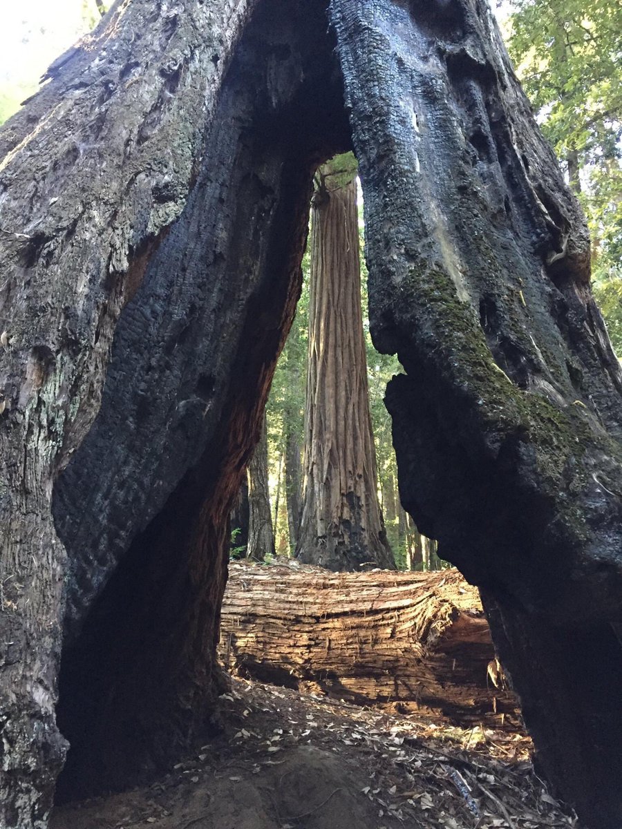 Big Basin was one of my favorite getaways from the hustle and bustle of San Jose. I remember lying down on these redwood benches in the amphitheater and looking at the canopy high above. Beautiful place, destroyed by fire