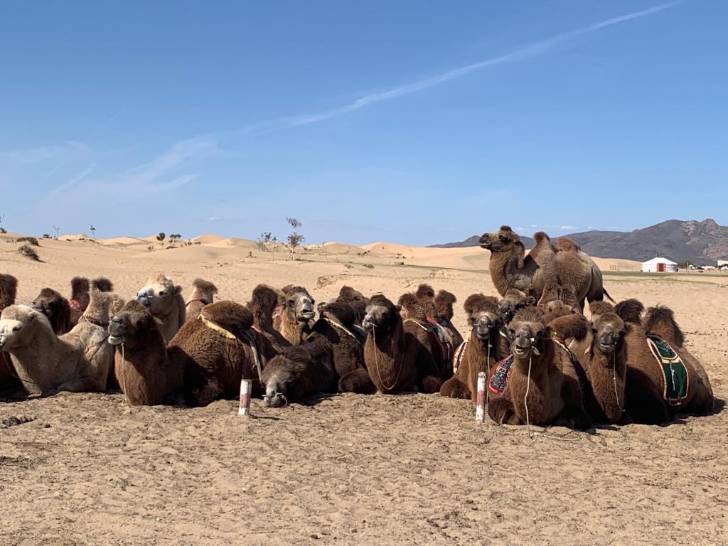 We took a few trips elsewhere in Mongolia, to Gorkhi-Terelj National Park outside of UB & we went to the outskirts of Gobi:14/x