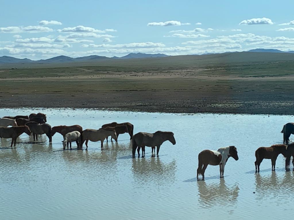 We took a few trips elsewhere in Mongolia, to Gorkhi-Terelj National Park outside of UB & we went to the outskirts of Gobi:14/x