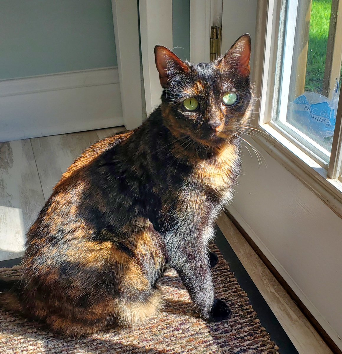 skrodriguez1's tweet photo. Gorgeous Phoebe shows us how to rock a look with #nofilter on this #Caturday. #tortitude #divakitty #nofilterneeded #CatsOfTwitter ๐ป๐ https://t.co/c6L3deDGtm