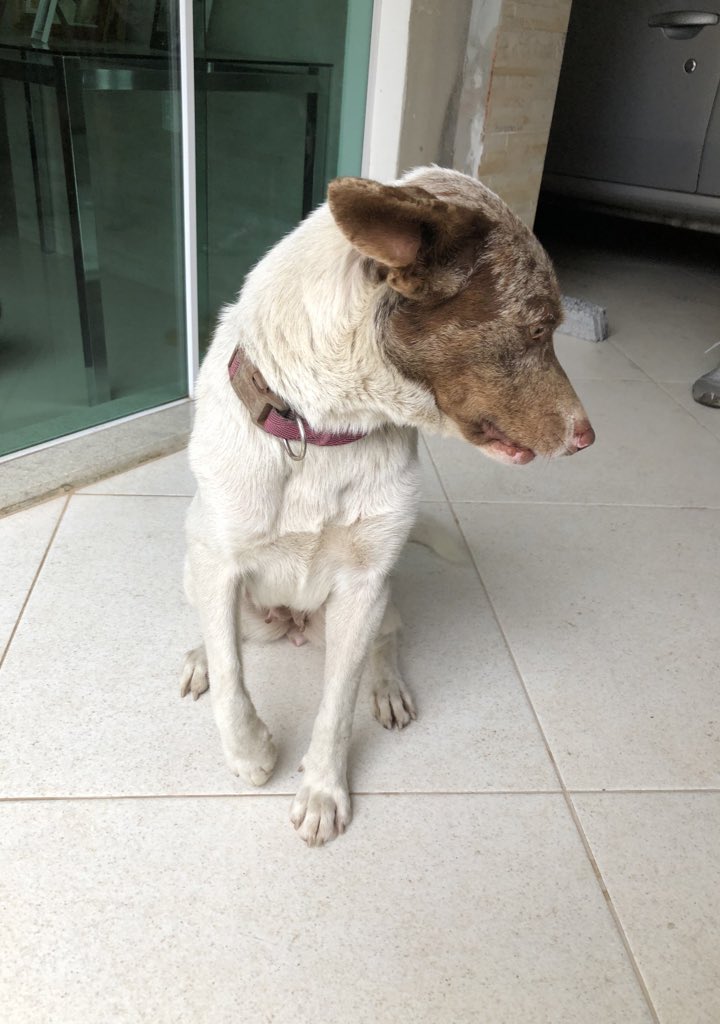 BarthClaraa's tweet photo. Gente hoje minha mãe achou essa cachorrinha no condomínio Lafaiete, no jardim alvorada, levamos no vet, parece ter 1 ano e está com coleira, estamos cuidando enquanto isso porém parece ter dono, compartilhem aí na moral, qualquer coisa só entrar em contato comigo https://t.co/Bc2YMuiLNZ
