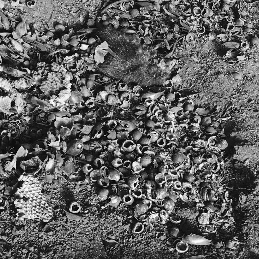 ¡Te pillamos poh compadre!, el comedor de semillas de Queule.