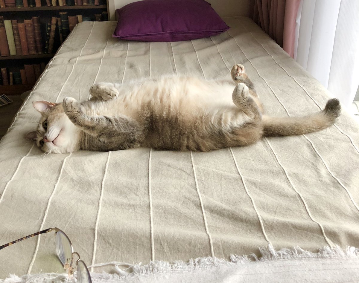 今朝はちょっと涼しくて久々に自然の風で猫も満足🐈
エアコンつけずに亡くなる人が毎年絶えないならいっそのこと夏の電気代給付金とかどうでしょうかねー。いやいっそ夏のエアコン電気代割引とか。スマートメーターでエアコン分だけ把握っていつできるようになるのかな