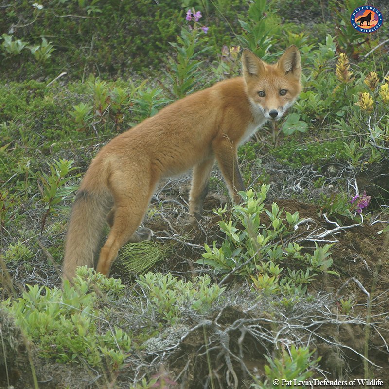 Defenders's tweet photo. Nicole Whittington-Evans, our #Alaska program director, said the ruling was “a victory for an ecologically irreplaceable area & the #BlackBrant, #EmperorGeese, #BrownBears & stunning array of other #wildlife that call it home.” https://t.co/2r1CBl1chI via @AP https://t.co/SpxQ5tYwYw