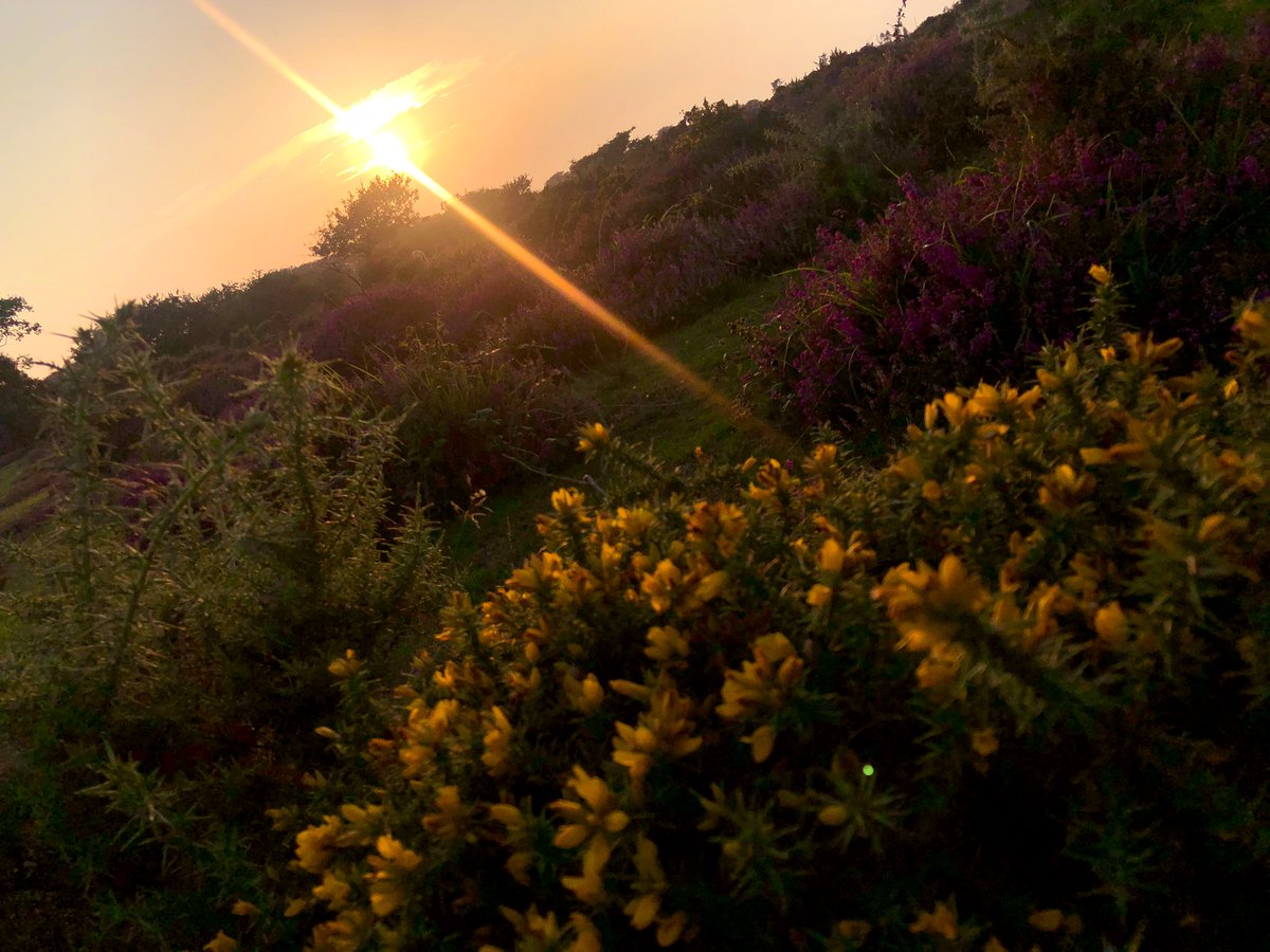 NutritiousMind's tweet photo. Beautiful #sunset at Buckland Monachorum moors...❤️
My first time here... Love the way the sun is tinting a horse with a golden glow. A mindful moment...

Hope you had a pleasant day... Sending you all a #goodnight 😘Sleep well ❤️@anamikadunknown #IAM @ComesAnnemarie @Havenlust https://t.co/i2aBWUm8mj