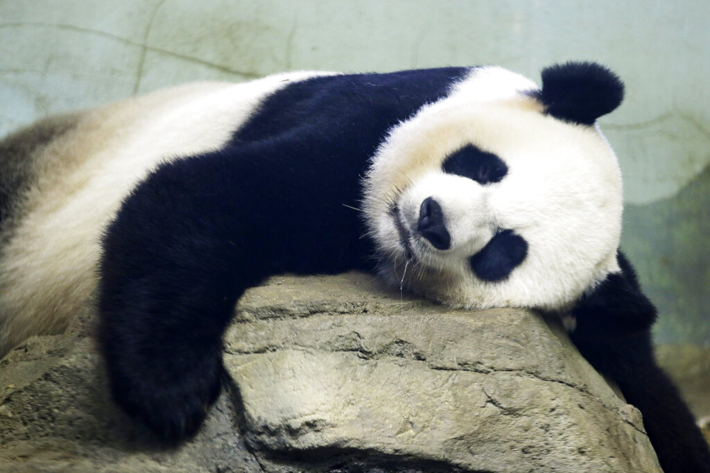Birth of panda cub brings 'joyous news' to the National Zoo ? | WFLA ...