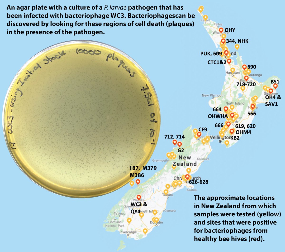DrHHNZ's tweet photo. @AlbanyBiology @MPI_NZ Can viruses protect honeybees against American Foulbrood infection? This is the map showing where we have found bacteriophages in New Zealand in the #ABAtEProject. Plaques on the left. Map on the right. Work by @masseyuni #PhD student @kok_danielle https://t.co/AMqhi15r7R