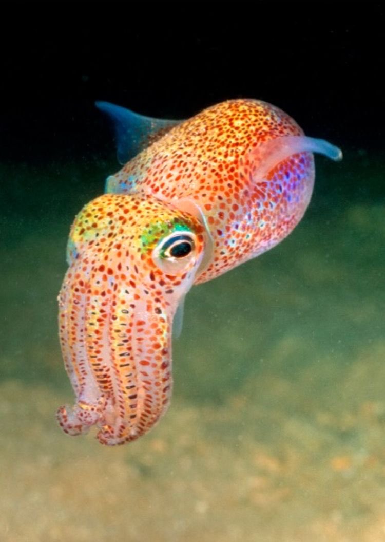  @IleneYoutz2 Bobtail squid