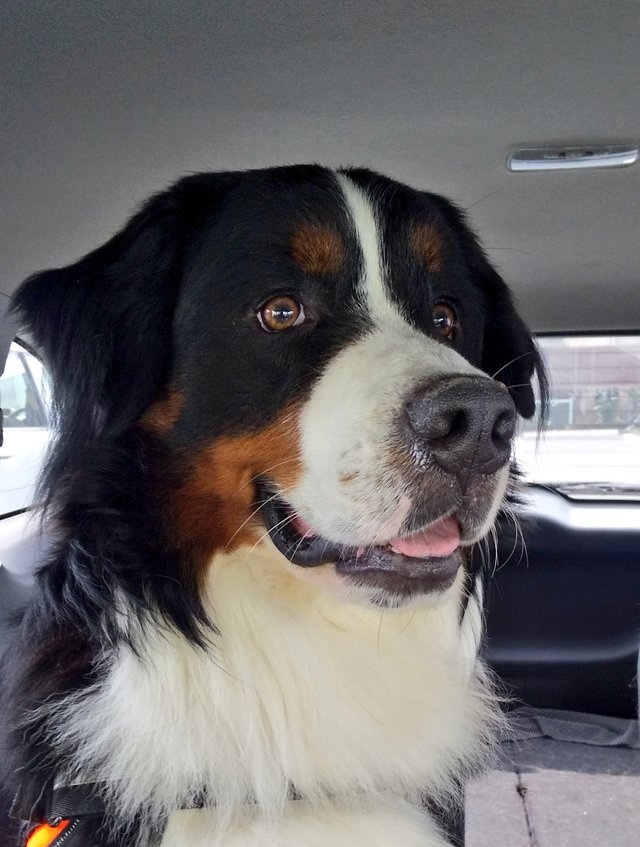 ここあ 左が1年前 右が現在 そんなに大きさが変わらないから意識してなかったけどかなり大人っぽい雰囲気に たるたる感がいいかんじ