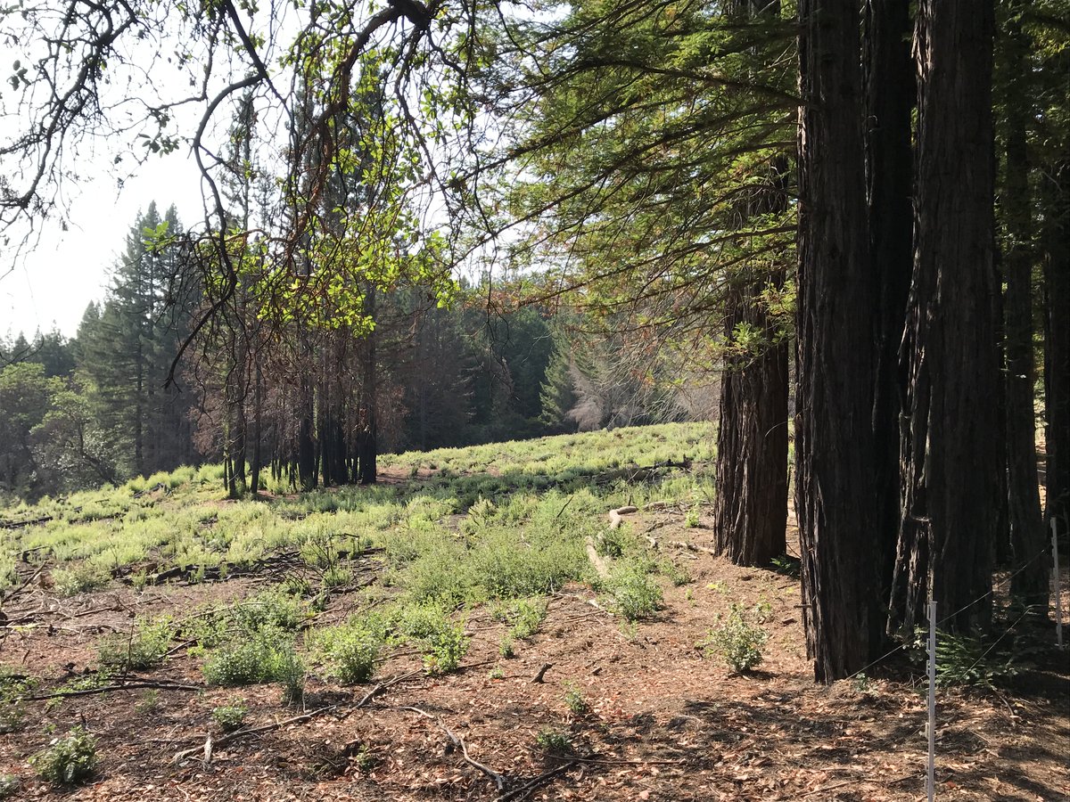 Photo is from August 2018, upper UC Santa Cruz*currently evaculated, (its 2020!)Sure picked a good time to prescribe fire on the rare, but extremely flammable northern maritime chaparral!  @CALFIRECZU  @CALFIRE_CHIEF  @UCSCIt hadn't burned in over 40 years!  #CZULightningComplex
