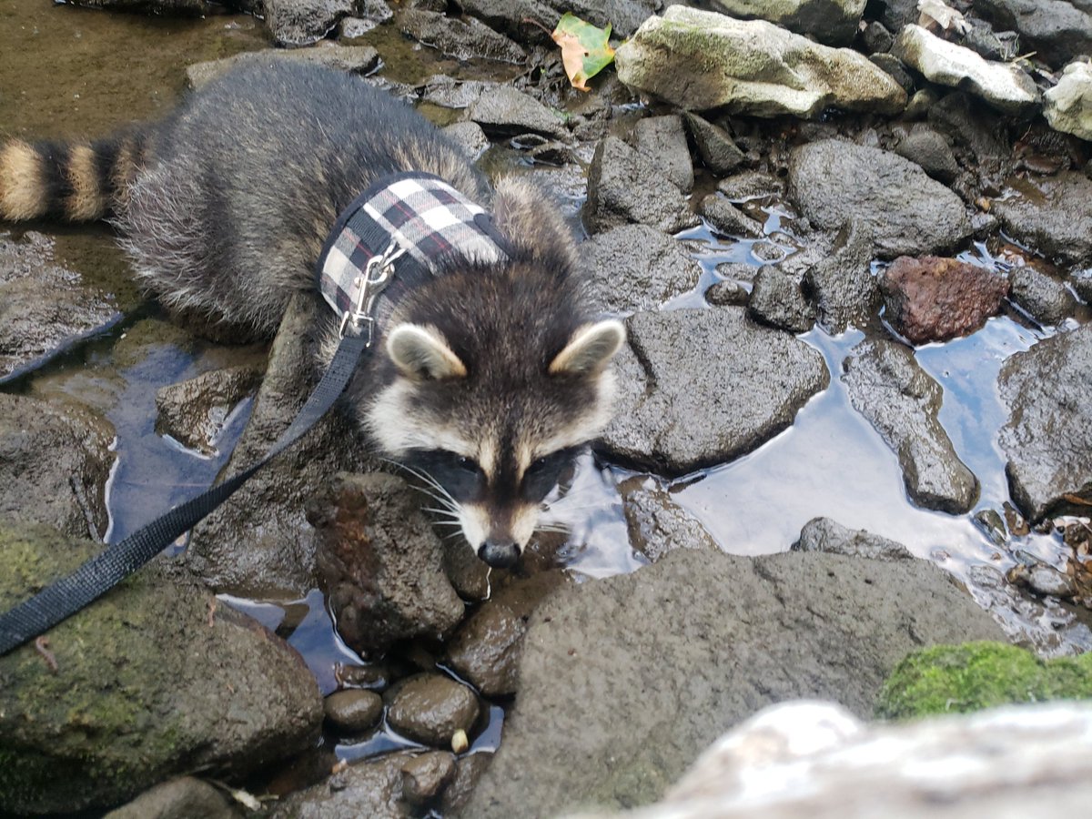 Took my Meeko girl to the river and let her play in the water. She loved it!!
#raccoonlover #petraccoon