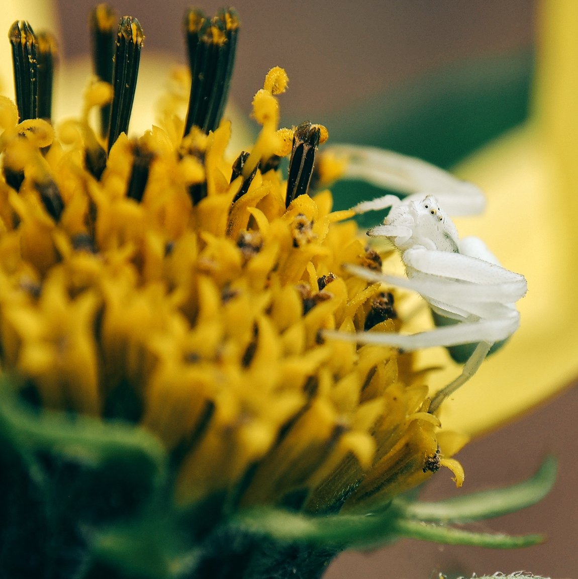 B0jimb0's tweet photo. A nice little crab spider. 

Took my old Olympus omd10 MK1 out for a spin with the 12-50 lens set to macro, added a raynox dcr250 to get a little closer. 
@OlympusUK 
#nature
#macrophotography https://t.co/Z2Q41sqcqF