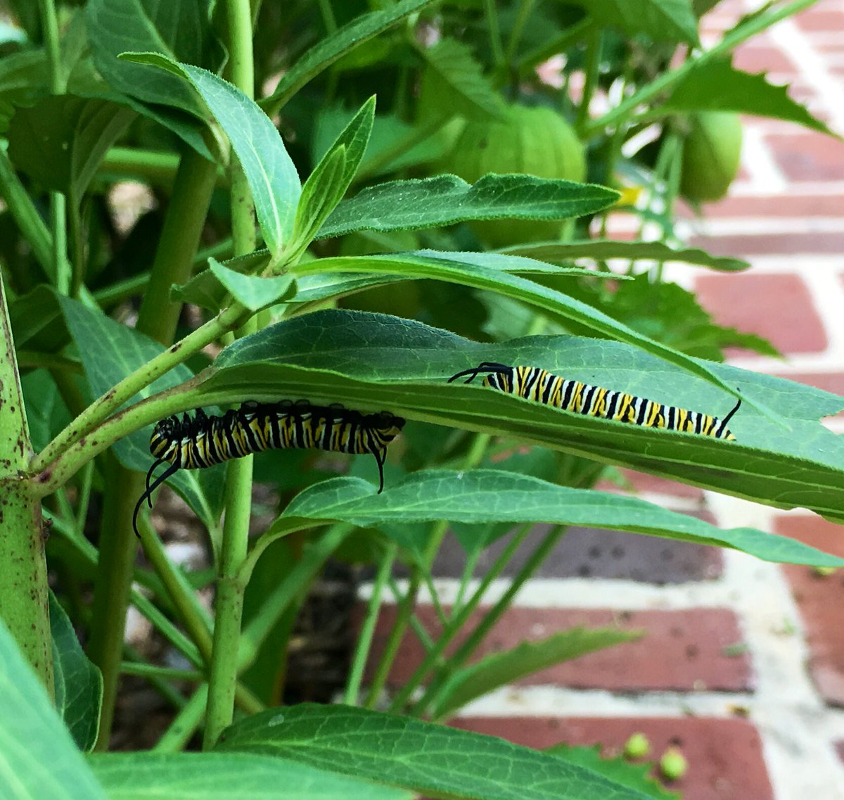 I discovered I have monarch caterpillars this weekend! I thought it was only three, but just found these two! Hoping to document the transformation 🤞🏼! Yes, that’s milkweed growing in the middle of a tomatillo! 🤣#milkweed #grownatives #monarch #lifecycles