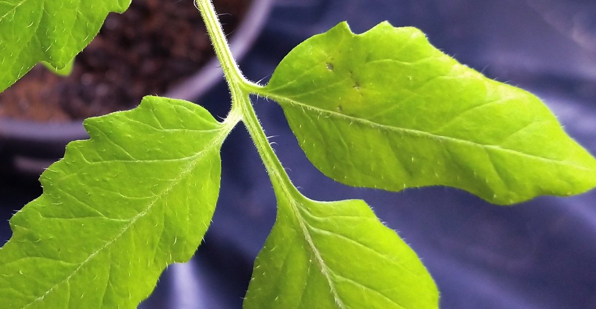 Hello, Xanthomonas perforans 🍅
<a href="/adryanchieta/">Adryelle Anchieta</a>