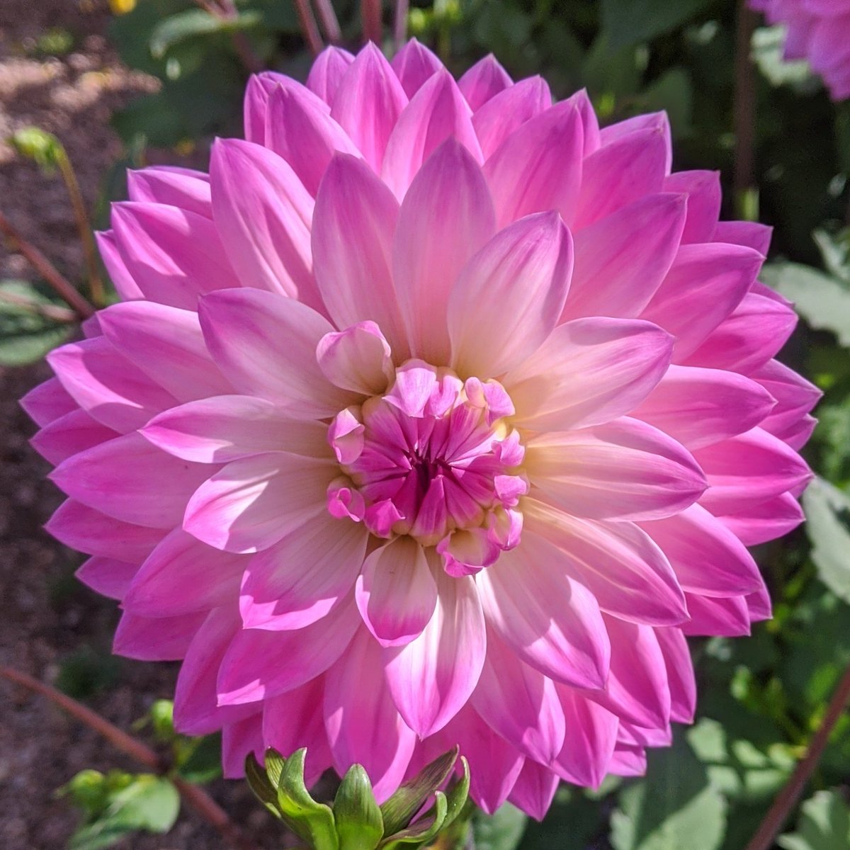 #NewProfilePic #pinkdahilaflower #cambogarden #GardenersWorld #Flowers #SummerVibes #beautifullgardens #scottishgarden #gardeningisgoodforyou #photographylover #flowerphotography