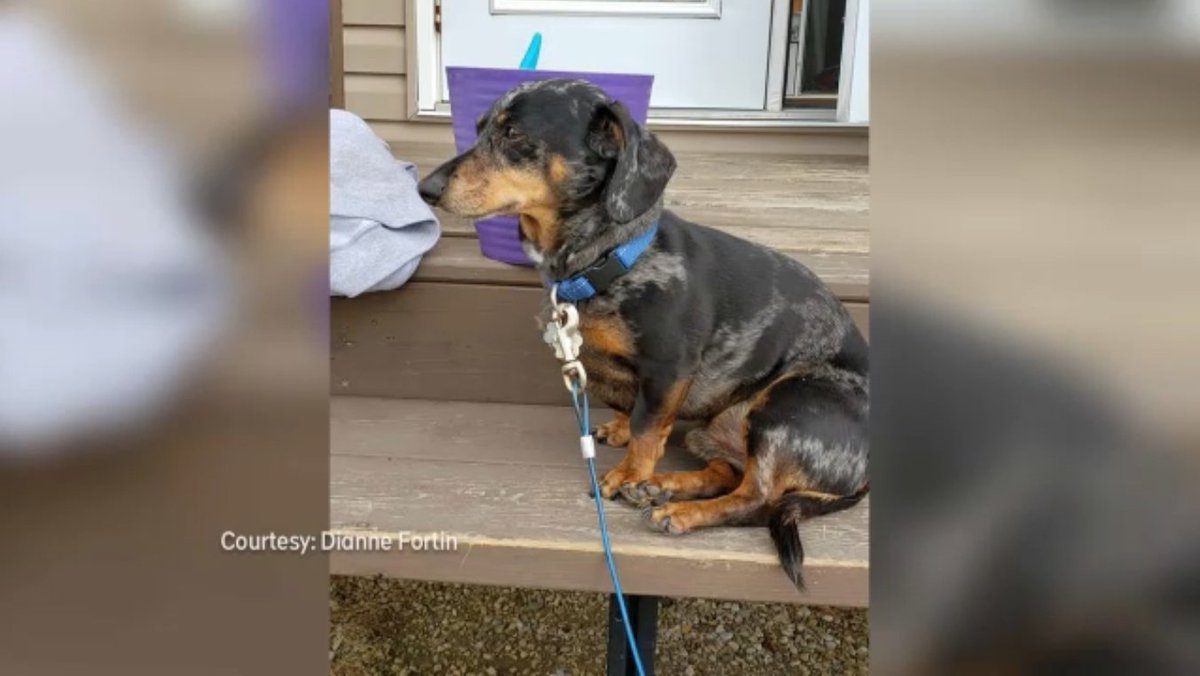 ctvedmonton's tweet image. Bubba the dog lost after crash on the Henday - edmonton.ctvnews.ca/bubba-the-dog-… #yeg #yegtraffic