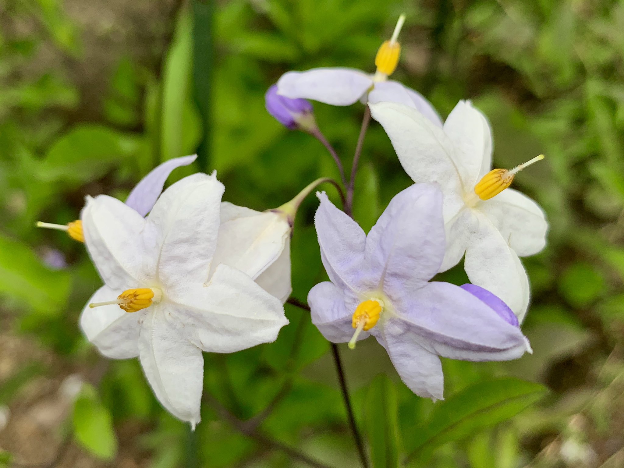 Cloudsailor 星羅の一日一花 ツルハナナス 蔓花茄子 流通名でヤマホロシが使われるが 日本の山地に自生するヤマホロシ Solanum Japonense とは別種 咲き始めは薄紫色で時間がたつと白色に変化する ナス科ナス属 南米ブラジル エクアドル パラグアイ