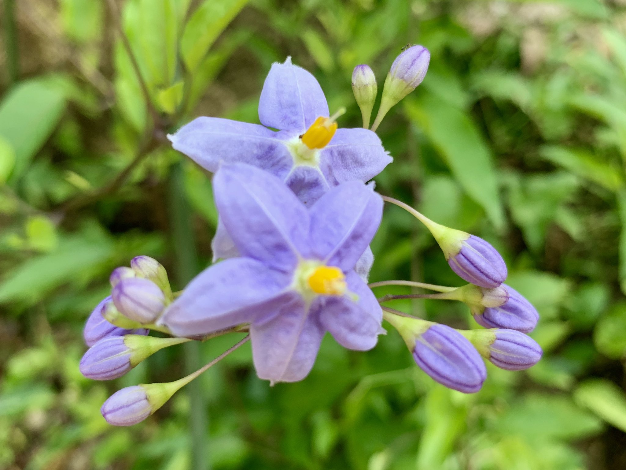 Cloudsailor 星羅の一日一花 ツルハナナス 蔓花茄子 流通名でヤマホロシが使われるが 日本の山地に自生するヤマホロシ Solanum Japonense とは別種 咲き始めは薄紫色で時間がたつと白色に変化する ナス科ナス属 南米ブラジル エクアドル パラグアイ