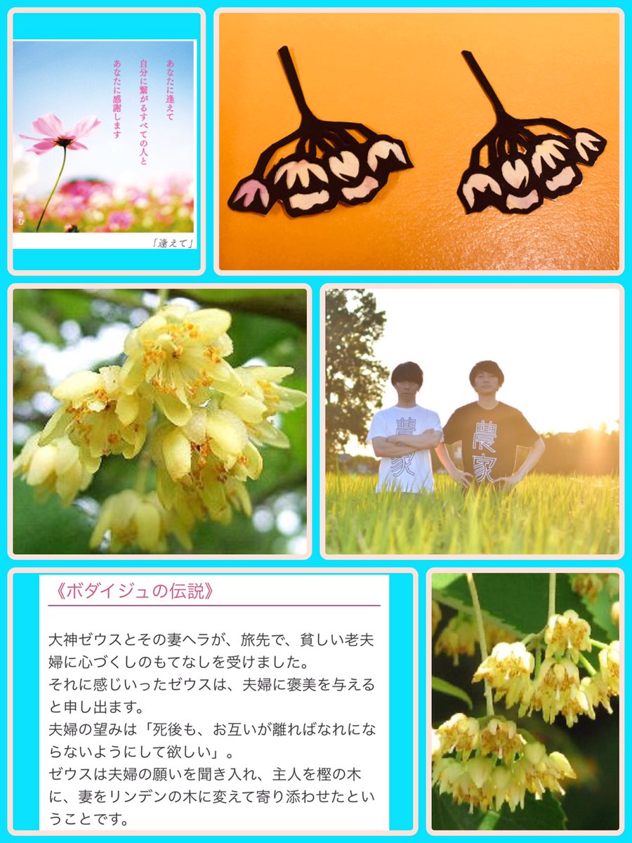 菩提樹 菩提樹