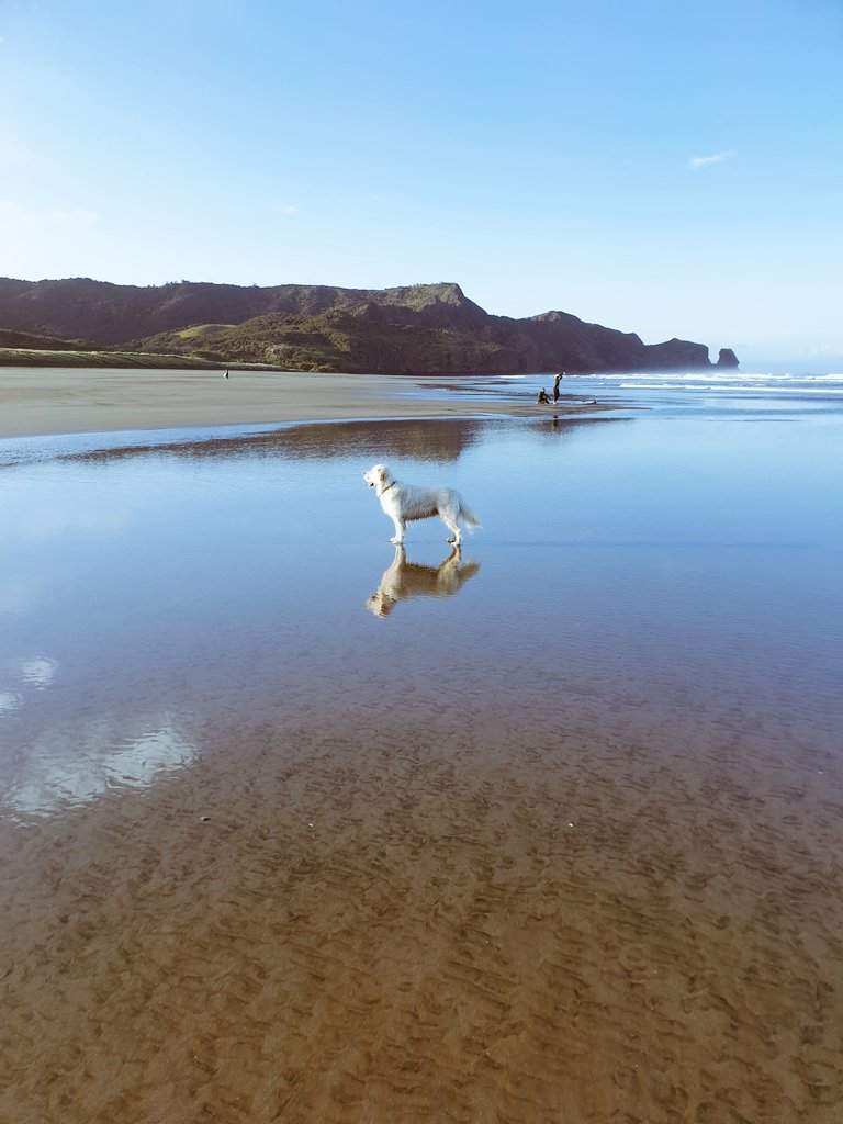 Tui dog tweet media