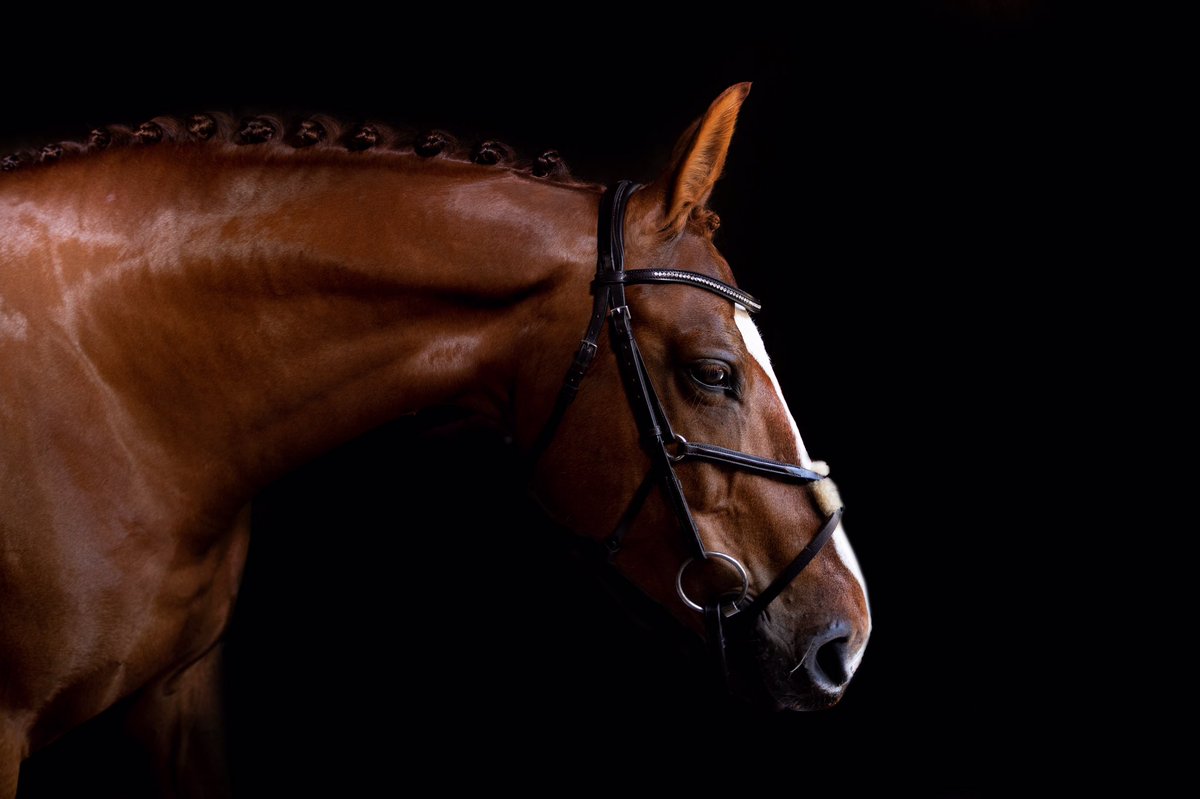 jessgidney1's tweet photo. Beautiful boy Italy after his @Equine1Pop bath. 
Turned out by me. 
Contact for more info and pricing 

#freelancegroom #suffolkequine #britishgroomsassociation #equine #influencer https://t.co/PsaxFeOcdt