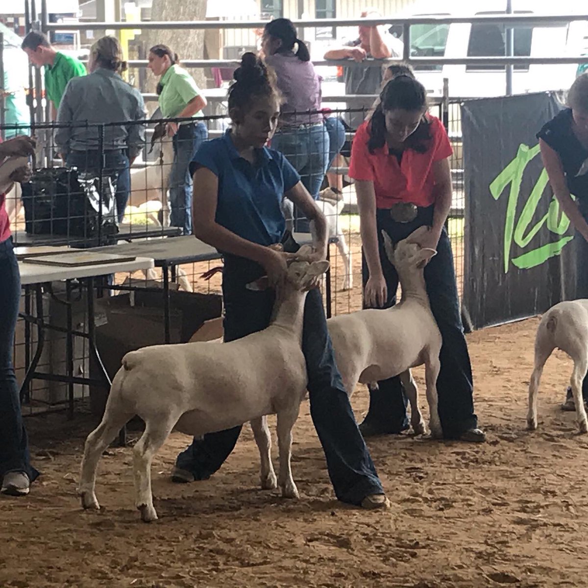 I love that we are busy again watching @kiersten04__  show her lambs. #lovelambs #4Hlife #dorpers