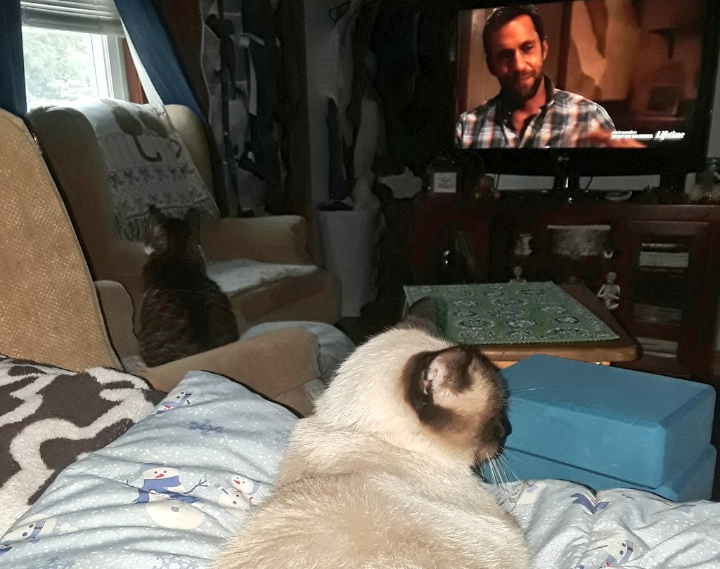 missfitzgig's tweet photo. You can't pick your neighbors but you can pick your cats @lifetime #FatalFlip #SecretsInTheBasement #Caturday Olive & Frank https://t.co/8jrXLB7jxu