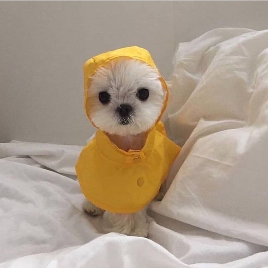 Hope all you're all staying warm and dry this weekend! Happy Sunday! 😘
#smile #happinessisthesmallthings #fluffywhitedog #animals #pupinaraincoat #yellowraincoats #dograincoat #stayingin #puppydogeyes #dogsonbeds #whitelinen #puppy 
Image via @wellbeing_magazine