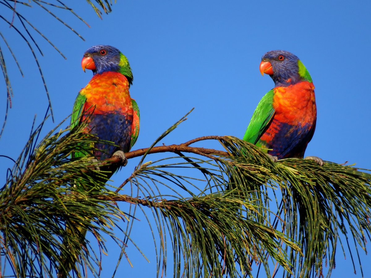 Rainbow lorikeet pair sex unknown with cage