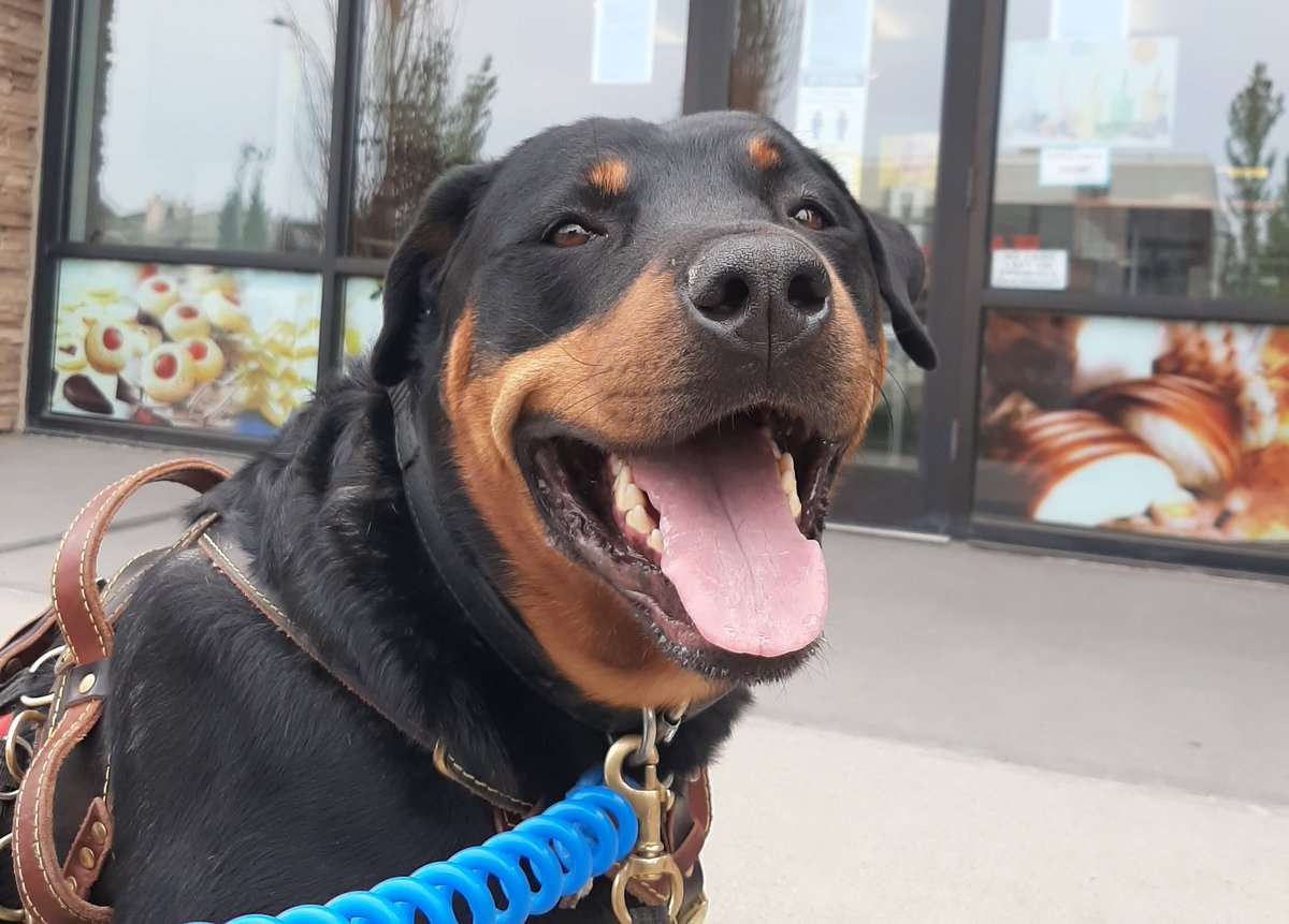 rescue dogs for seniors