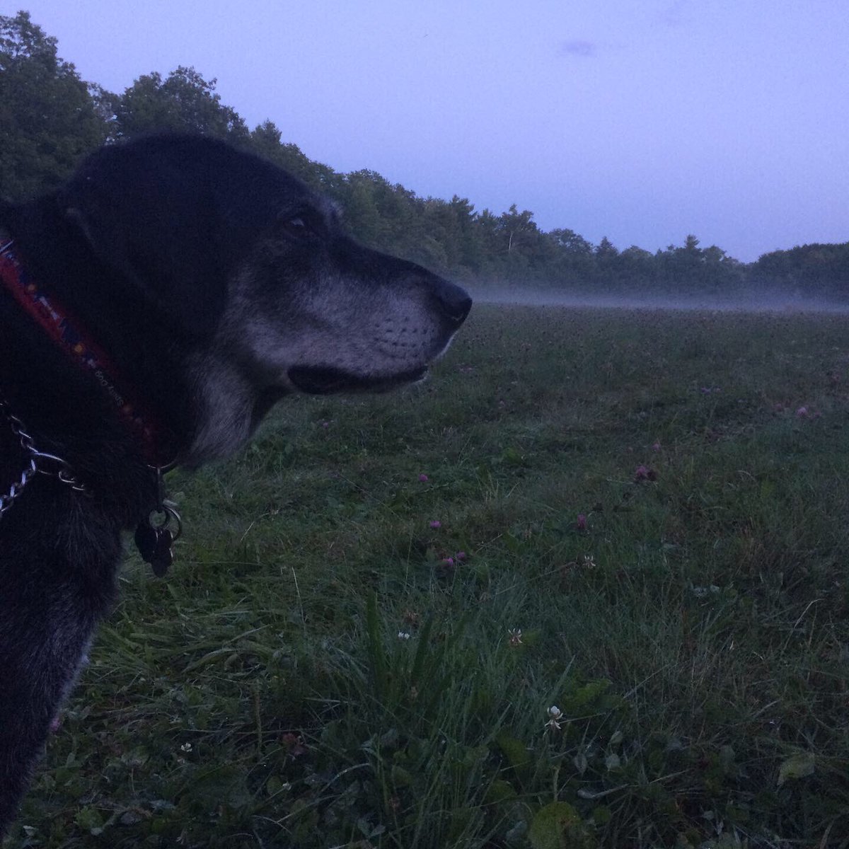 DanielFitzroy1's tweet photo. Quick trip up to Maine to visit Grandma! What are these cool temps?! #dog #dogs #dogslife #summer #summertime #maine #dogsofinstagram https://t.co/FtYA6xnOEx