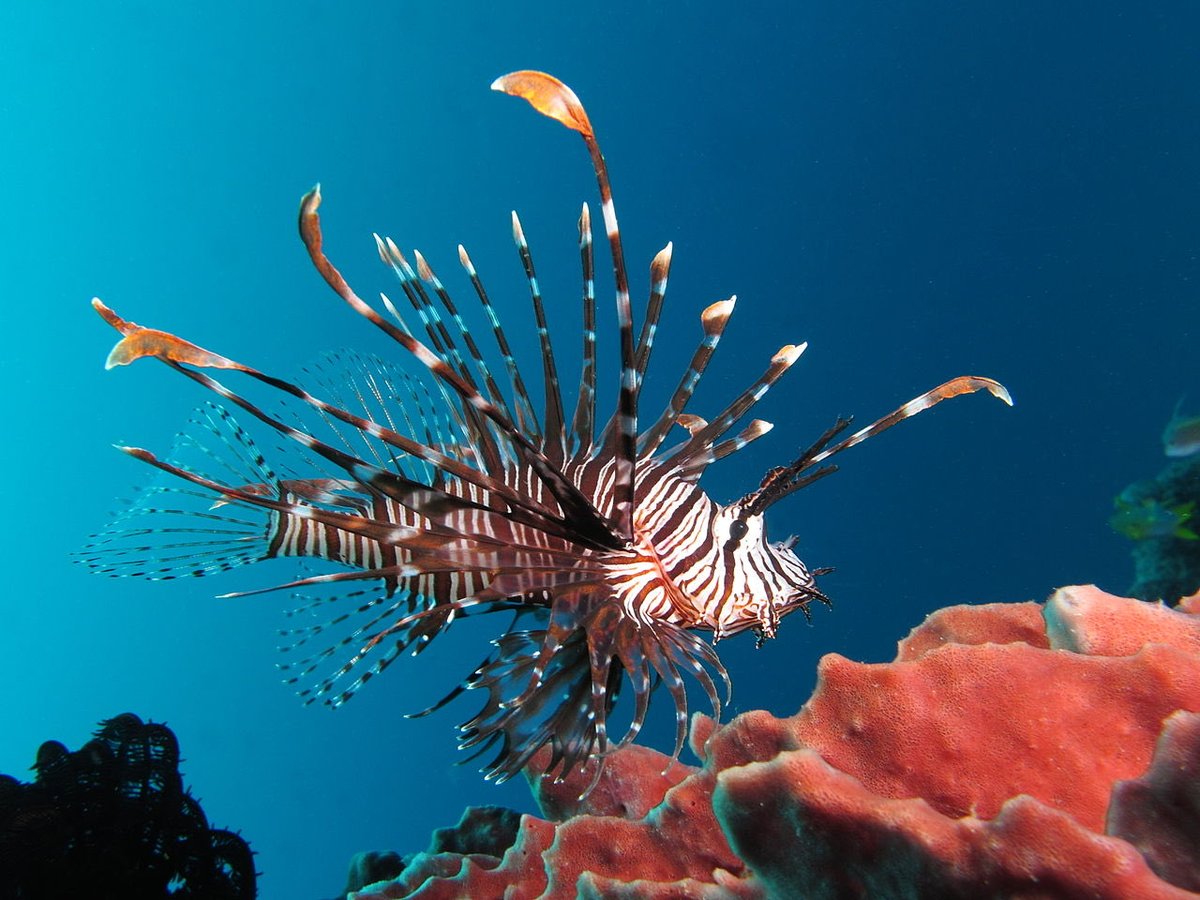  @keitty0917 Lionfish