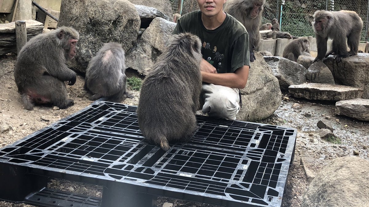 O Xrhsths 日本モンキーセンター 公式 Sto Twitter パレットのご寄附ありがとうございました って写真を撮ってるだけなのに 飼育員が座ると 飼育員が座った っていう期待に胸が膨らみすぎて その場から動けなくなる呪いにかかるニホンザル 舟橋