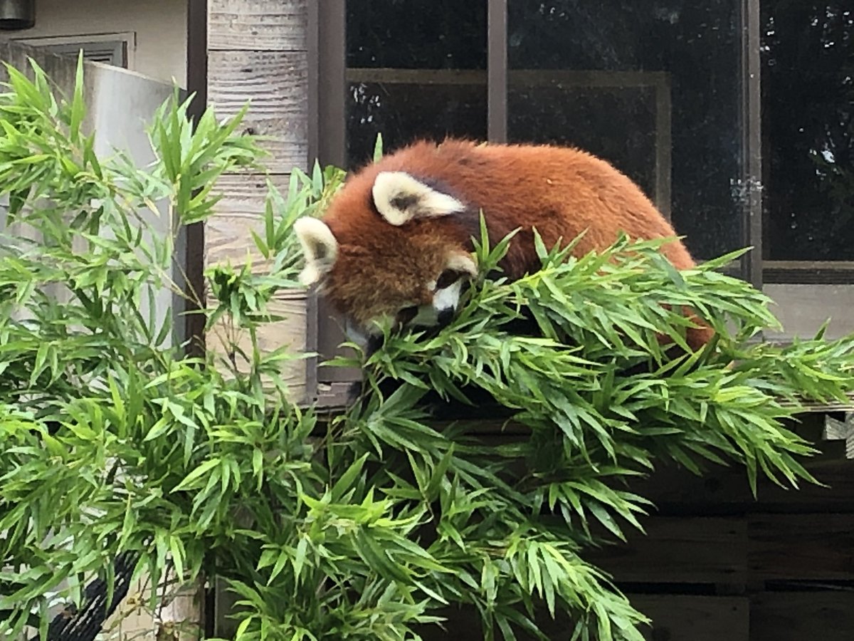 千葉市動物公園 公式 涼しいためか朝から食欲旺盛のみいちゃん 体重は キープです 飼一 千葉市動物公園 レッサーパンダ 千葉市動物公園 公式 涼しいためか朝から食欲旺盛のみいちゃん 体重は キープです 飼一 千葉市動物公園 レッサーパンダ