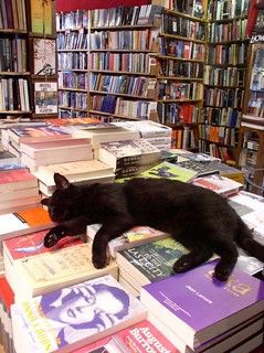 SketchesbyBoze's tweet photo. oh to have the deep, settled serenity of a cat napping in a bookstore https://t.co/SyajkrcBKQ