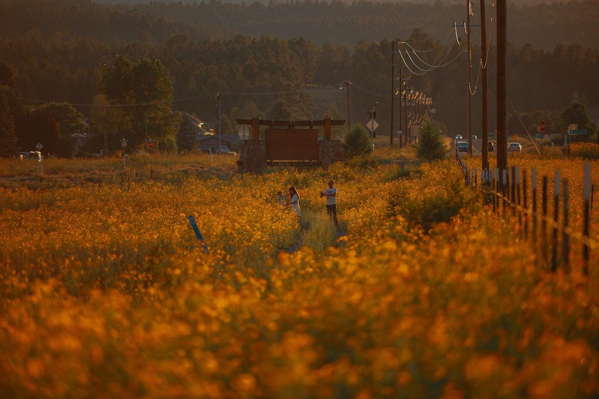 NAU's tweet photo. Wildflower season is in full bloom https://t.co/tBPsIM8yfZ