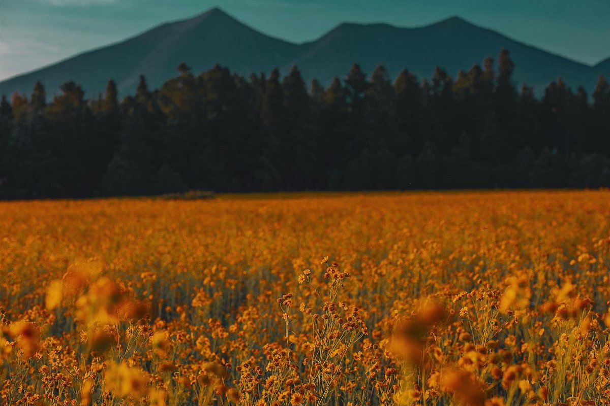 NAU's tweet photo. Wildflower season is in full bloom https://t.co/tBPsIM8yfZ