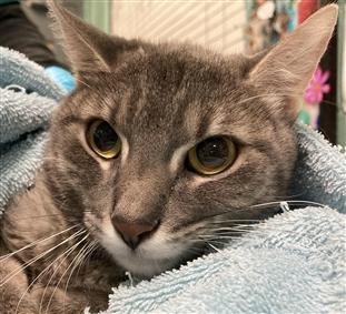 NYCDEATHROWCATS's tweet photo. Jojo was brought in with another cat. She is nervous but allows handling. Jojo is hoping to find a furever home asap. Come meet her at BACC. https://t.co/PIIy4hIsgx https://t.co/UPhtBycVrs