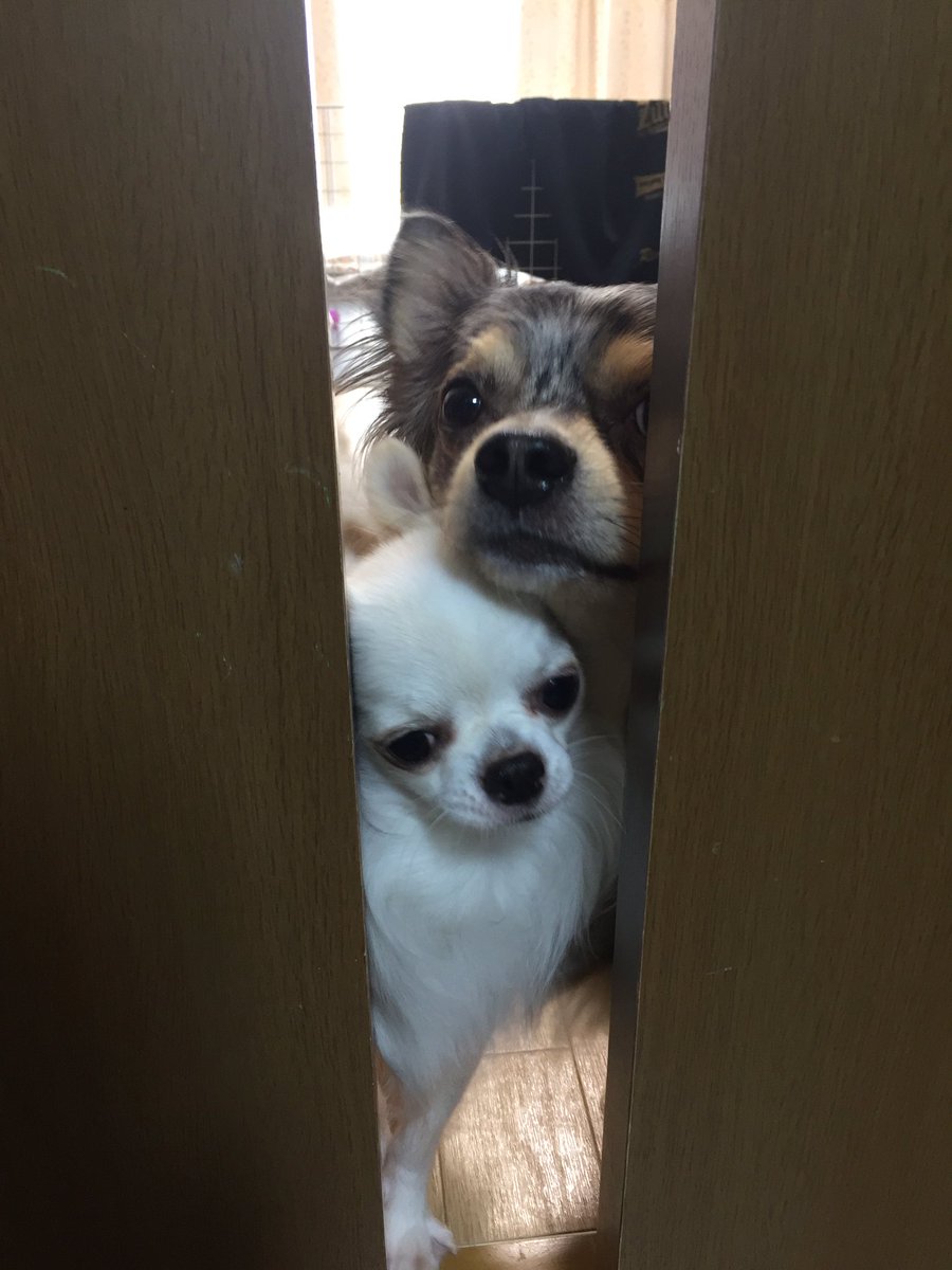 チワワのきなこもち おもち だぃづ Daidumochi Twitter