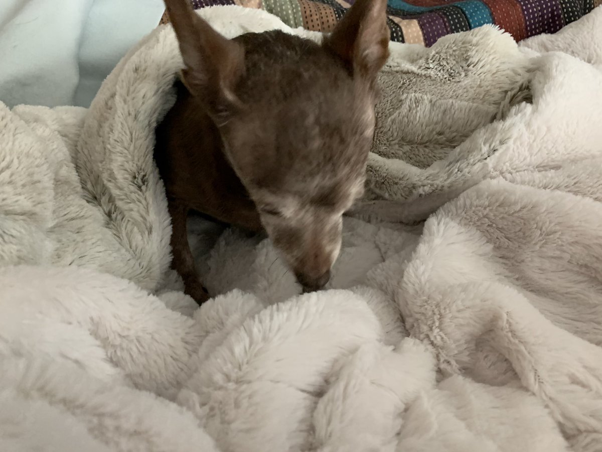 cooperscocoanc1's tweet photo. Bow my head for a short prayer to Daisy Mae. #daisyMae @daisymae31806 
You will furever be in our hearts. Run free my puggy fren! Until we meet again. https://t.co/w4OYFB1EFr
