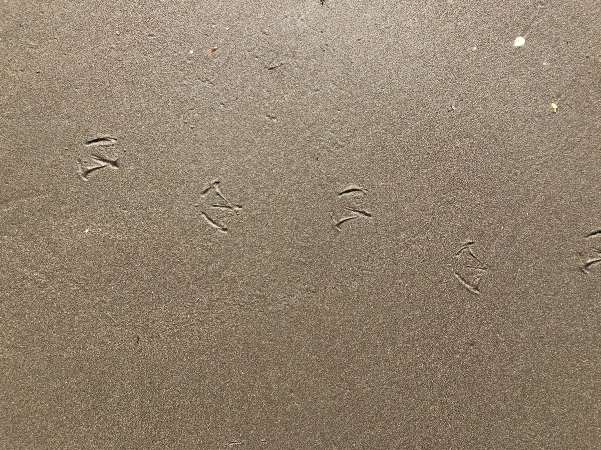 Out for a walk in lockdown #NZHellhole