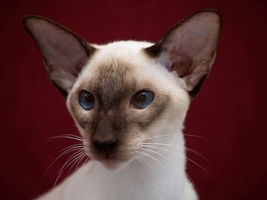 modern siamese - 7/10really cute!! i love the angular face, but minus points for extreme-typing