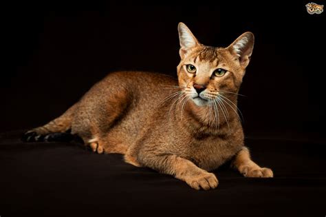 chausie - 10/10hybrid!! very exotic and pretty! bonus points for having one of my favorite coat types: grizzled chausie!! :)