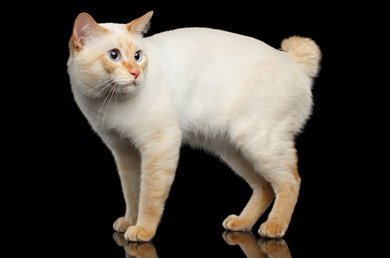 mekong bobtail - 9/10pretty, colourpointed and generally healthy!! bonus points for being historically royal!!