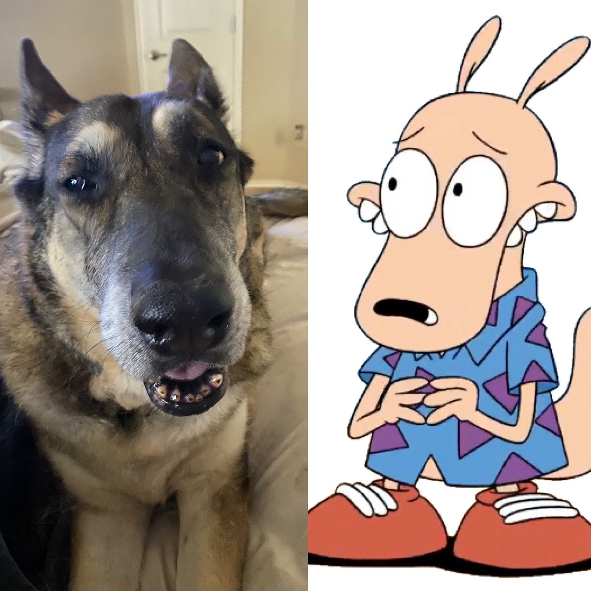 DFWRoxie's tweet image. Doing my best Rocko impersonation. #AdoptDontShop #MansBestFriend #GSDofTwitter