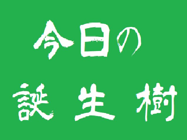 銭澤時計店 公式 信州上田 誕生樹 エノキ 榎 花言葉 力を合わせる 榎 は夏に日陰を作る樹を意味する和製漢字 誕生果 ルビー オクヤマ 葡萄 果物言葉 あなただけ 熱愛