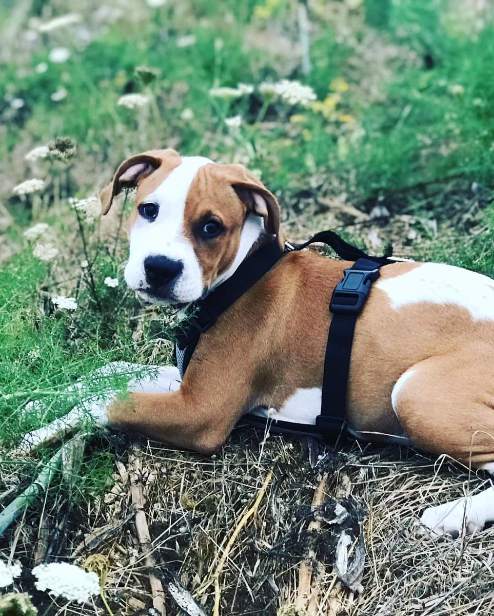 MailmanCasey's tweet photo. My little man Hodor is 3 months old today! #pitbull #raisedwithlove https://t.co/DZ2v5MA7nF