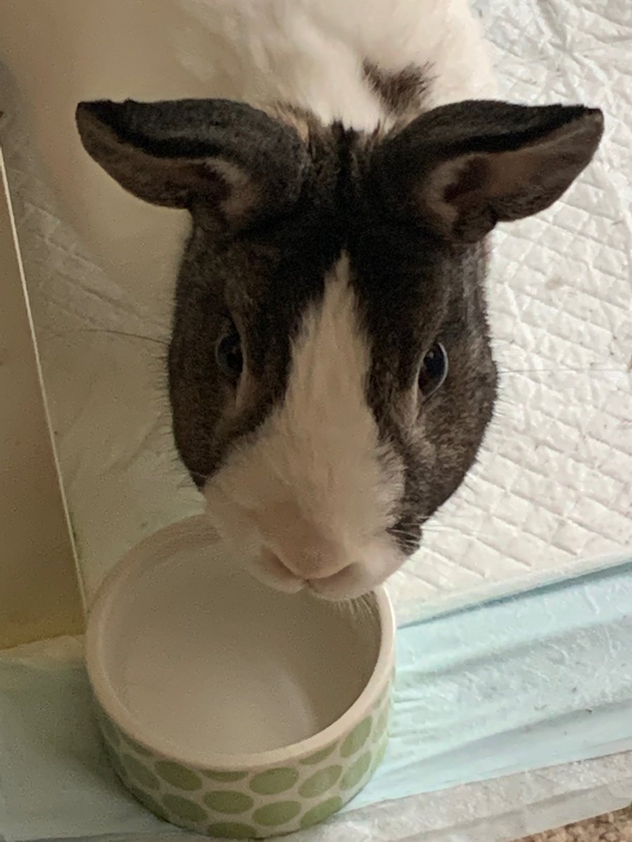 red_rex_rabbit's tweet photo. @TheBatman @wbpictures My #buns Karrot Cobain Bruce Wayne loved it sooooo much he gave it 💯 plus poops. 💩 🐰 #rabbitfan #batmanpets #Batman #kurtcobain #rabbits #somethingintheway #DCFanDome #WarnerBros #dccomics 🎶 🦇 https://t.co/2NEQ2PPPvW